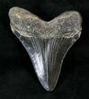 Serrated Megalodon Tooth - South Carolina #21251-2